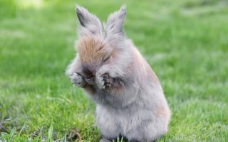 Pourquoi le lapin-nain fait-il des léchouilles ?
