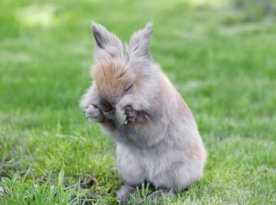 Pourquoi le lapin-nain fait-il des léchouilles ?