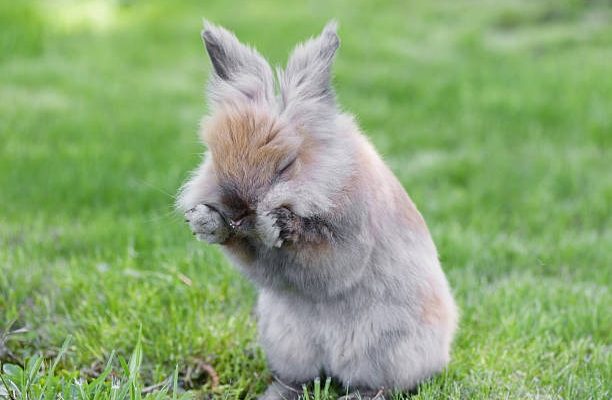 Pourquoi le lapin-nain fait-il des léchouilles ?